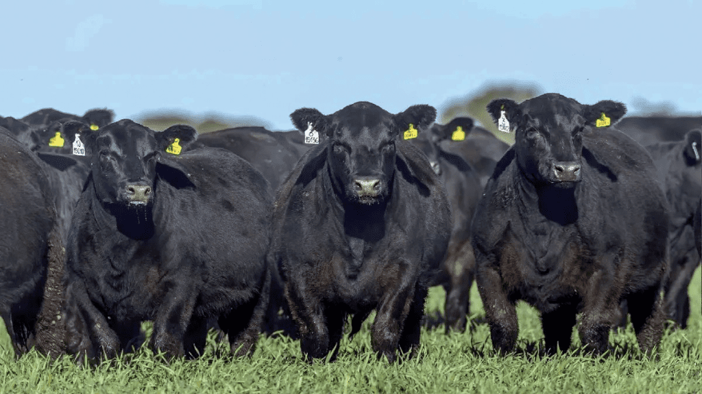 La Raza Angus Concentra El 50 De La Ganadería Del País El Campo En